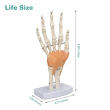 Load image into Gallery viewer, Vibeat Life-Size Human Hand Joint Model with Flexible Ligaments, Anatomical Hand Skeleton Model with Study Card & Display Base, Medical Anatomy Teaching Model for Students, Classroom Education