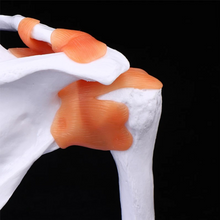 Load image into Gallery viewer, Vibeat Life-Size Human Shoulder Joint Anatomy Model with Flexible Ligaments, Anatomical Shoulder Skeleton Model with Display Base, PVC Medical Teaching Model for Anatomy Education