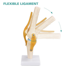 Load image into Gallery viewer, Vibeat Life-Size Human Knee Joint Anatomy Model with Flexible Ligaments, Anatomical Knee Skeleton Model with Study Card & Display Base, PVC Medical Teaching Model for Anatomy Education