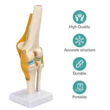 Load image into Gallery viewer, Vibeat Life-Size Human Knee Joint Anatomy Model with Flexible Ligaments, Anatomical Knee Skeleton Model with Study Card & Display Base, PVC Medical Teaching Model for Anatomy Education