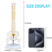 Laden Sie das Bild in den Galerie-Viewer, Vibeat 17.72" Human Spine Anatomy Model with Pelvis, Vertebral Column Skeleton Model with Nerves, Herniated Disc & Metal Stand for Medical Education