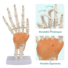 Load image into Gallery viewer, Vibeat Life-Size Human Hand Joint Model with Flexible Ligaments, Anatomical Hand Skeleton Model with Study Card & Display Base, Medical Anatomy Teaching Model for Students, Classroom Education