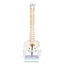 Laden Sie das Bild in den Galerie-Viewer, Vibeat 17.72" Human Spine Anatomy Model with Pelvis, Vertebral Column Skeleton Model with Nerves, Herniated Disc & Metal Stand for Medical Education