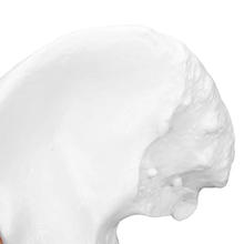 Load image into Gallery viewer, Vibeat Life-Size Human Hip Joint Anatomy Model with Flexible Ligaments, Anatomical Hip Bone Model with Display Base, PVC Medical Teaching Model for Anatomy Education