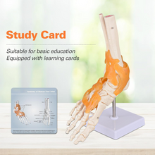 Load image into Gallery viewer, Vibeat Life Size Human Foot Joint Model with Ligaments, Anatomical Foot Skeleton Model with Stand & Study Card, PVC Anatomy Teaching Model for Medical Students, Classroom Education