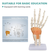 Load image into Gallery viewer, Vibeat Life-Size Human Hand Joint Model with Flexible Ligaments, Anatomical Hand Skeleton Model with Study Card & Display Base, Medical Anatomy Teaching Model for Students, Classroom Education