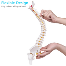 Laden Sie das Bild in den Galerie-Viewer, Vibeat 17.72" Human Spine Anatomy Model with Pelvis, Vertebral Column Skeleton Model with Nerves, Herniated Disc & Metal Stand for Medical Education