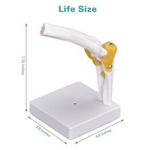 Load image into Gallery viewer, Vibeat Life-Size Human Elbow Joint Anatomy Model with Flexible Ligaments, Anatomical Elbow Skeleton Model with Study Card & Display Base, PVC Medical Teaching Model for Anatomy Education