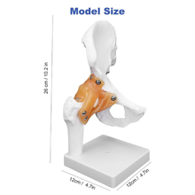 Load image into Gallery viewer, Vibeat Life-Size Human Hip Joint Anatomy Model with Flexible Ligaments, Anatomical Hip Bone Model with Display Base, PVC Medical Teaching Model for Anatomy Education