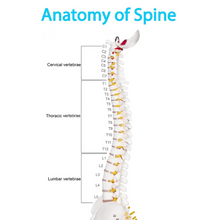 Laden Sie das Bild in den Galerie-Viewer, Vibeat 17.72" Human Spine Anatomy Model with Pelvis, Vertebral Column Skeleton Model with Nerves, Herniated Disc & Metal Stand for Medical Education