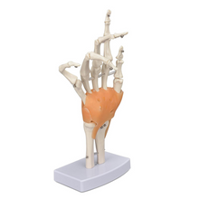 Load image into Gallery viewer, Vibeat Life-Size Human Hand Joint Model with Flexible Ligaments, Anatomical Hand Skeleton Model with Study Card & Display Base, Medical Anatomy Teaching Model for Students, Classroom Education