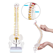 Laden Sie das Bild in den Galerie-Viewer, Vibeat 17.72" Human Spine Anatomy Model with Pelvis, Vertebral Column Skeleton Model with Nerves, Herniated Disc & Metal Stand for Medical Education