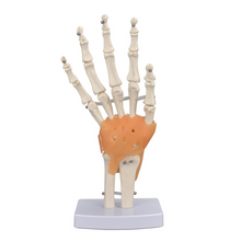 Load image into Gallery viewer, Vibeat Life-Size Human Hand Joint Model with Flexible Ligaments, Anatomical Hand Skeleton Model with Study Card & Display Base, Medical Anatomy Teaching Model for Students, Classroom Education
