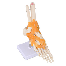 Load image into Gallery viewer, Vibeat Life Size Human Foot Joint Model with Ligaments, Anatomical Foot Skeleton Model with Stand & Study Card, PVC Anatomy Teaching Model for Medical Students, Classroom Education