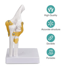 Load image into Gallery viewer, Vibeat Life-Size Human Elbow Joint Anatomy Model with Flexible Ligaments, Anatomical Elbow Skeleton Model with Study Card &amp; Display Base, PVC Medical Teaching Model for Anatomy Education
