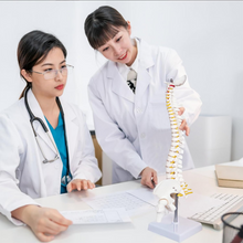 Laden Sie das Bild in den Galerie-Viewer, Vibeat 17.72" Human Spine Anatomy Model with Pelvis, Vertebral Column Skeleton Model with Nerves, Herniated Disc &amp; Metal Stand for Medical Education
