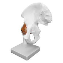 Load image into Gallery viewer, Vibeat Life-Size Human Hip Joint Anatomy Model with Flexible Ligaments, Anatomical Hip Bone Model with Display Base, PVC Medical Teaching Model for Anatomy Education

