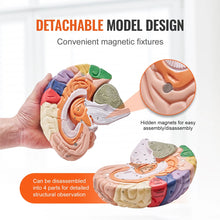 Laden Sie das Bild in den Galerie-Viewer, Vibeat Human Brain Anatomy Model, 2X Enlarged 4-Part Removable Brain Model with Labels &amp; Display Stand, Anatomical Teaching Model for Medical Training, Biology Classroom, Patient Education
