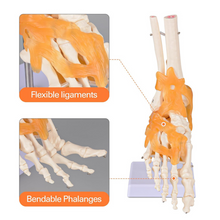 Load image into Gallery viewer, Vibeat Life Size Human Foot Joint Model with Ligaments, Anatomical Foot Skeleton Model with Stand &amp; Study Card, PVC Anatomy Teaching Model for Medical Students, Classroom Education
