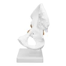 Load image into Gallery viewer, Vibeat Life-Size Human Hip Joint Anatomy Model with Flexible Ligaments, Anatomical Hip Bone Model with Display Base, PVC Medical Teaching Model for Anatomy Education
