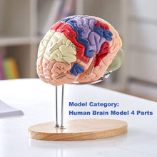 Laden Sie das Bild in den Galerie-Viewer, Vibeat Human Brain Anatomy Model, 2X Enlarged 4-Part Removable Brain Model with Labels &amp; Display Stand, Anatomical Teaching Model for Medical Training, Biology Classroom, Patient Education
