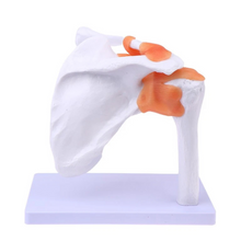 Load image into Gallery viewer, Vibeat Life-Size Human Shoulder Joint Anatomy Model with Flexible Ligaments, Anatomical Shoulder Skeleton Model with Display Base, PVC Medical Teaching Model for Anatomy Education
