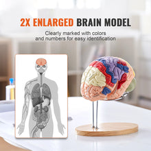Laden Sie das Bild in den Galerie-Viewer, Vibeat Human Brain Anatomy Model, 2X Enlarged 4-Part Removable Brain Model with Labels &amp; Display Stand, Anatomical Teaching Model for Medical Training, Biology Classroom, Patient Education
