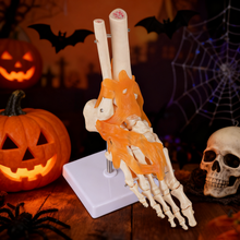 Load image into Gallery viewer, Vibeat Life Size Human Foot Joint Model with Ligaments, Anatomical Foot Skeleton Model with Stand &amp; Study Card, PVC Anatomy Teaching Model for Medical Students, Classroom Education
