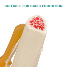 Load image into Gallery viewer, Vibeat Life-Size Human Knee Joint Anatomy Model with Flexible Ligaments, Anatomical Knee Skeleton Model with Study Card &amp; Display Base, PVC Medical Teaching Model for Anatomy Education
