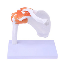 Load image into Gallery viewer, Vibeat Life-Size Human Shoulder Joint Anatomy Model with Flexible Ligaments, Anatomical Shoulder Skeleton Model with Display Base, PVC Medical Teaching Model for Anatomy Education
