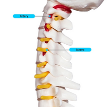 Laden Sie das Bild in den Galerie-Viewer, Vibeat 17.72" Human Spine Anatomy Model with Pelvis, Vertebral Column Skeleton Model with Nerves, Herniated Disc &amp; Metal Stand for Medical Education
