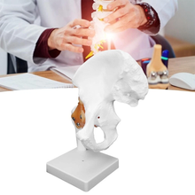 Load image into Gallery viewer, Vibeat Life-Size Human Hip Joint Anatomy Model with Flexible Ligaments, Anatomical Hip Bone Model with Display Base, PVC Medical Teaching Model for Anatomy Education
