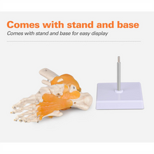 Load image into Gallery viewer, Vibeat Life Size Human Foot Joint Model with Ligaments, Anatomical Foot Skeleton Model with Stand &amp; Study Card, PVC Anatomy Teaching Model for Medical Students, Classroom Education
