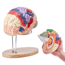 Laden Sie das Bild in den Galerie-Viewer, Vibeat Human Brain Anatomy Model, 2X Enlarged 4-Part Removable Brain Model with Labels &amp; Display Stand, Anatomical Teaching Model for Medical Training, Biology Classroom, Patient Education

