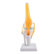 Load image into Gallery viewer, Vibeat Life-Size Human Knee Joint Anatomy Model with Flexible Ligaments, Anatomical Knee Skeleton Model with Study Card &amp; Display Base, PVC Medical Teaching Model for Anatomy Education

