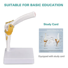 Load image into Gallery viewer, Vibeat Life-Size Human Elbow Joint Anatomy Model with Flexible Ligaments, Anatomical Elbow Skeleton Model with Study Card &amp; Display Base, PVC Medical Teaching Model for Anatomy Education
