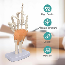 Load image into Gallery viewer, Vibeat Life-Size Human Hand Joint Model with Flexible Ligaments, Anatomical Hand Skeleton Model with Study Card &amp; Display Base, Medical Anatomy Teaching Model for Students, Classroom Education
