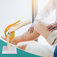 Load image into Gallery viewer, Vibeat Life-Size Human Knee Joint Anatomy Model with Flexible Ligaments, Anatomical Knee Skeleton Model with Study Card &amp; Display Base, PVC Medical Teaching Model for Anatomy Education
