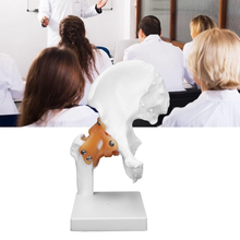 Load image into Gallery viewer, Vibeat Life-Size Human Hip Joint Anatomy Model with Flexible Ligaments, Anatomical Hip Bone Model with Display Base, PVC Medical Teaching Model for Anatomy Education
