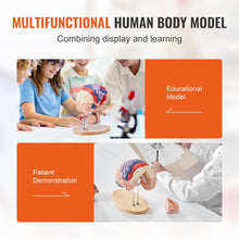Laden Sie das Bild in den Galerie-Viewer, Vibeat Human Brain Anatomy Model, 2X Enlarged 4-Part Removable Brain Model with Labels &amp; Display Stand, Anatomical Teaching Model for Medical Training, Biology Classroom, Patient Education
