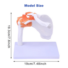 Load image into Gallery viewer, Vibeat Life-Size Human Shoulder Joint Anatomy Model with Flexible Ligaments, Anatomical Shoulder Skeleton Model with Display Base, PVC Medical Teaching Model for Anatomy Education
