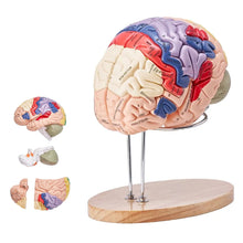 Laden Sie das Bild in den Galerie-Viewer, Vibeat Human Brain Anatomy Model, 2X Enlarged 4-Part Removable Brain Model with Labels &amp; Display Stand, Anatomical Teaching Model for Medical Training, Biology Classroom, Patient Education
