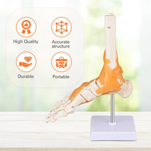 Load image into Gallery viewer, Vibeat Life Size Human Foot Joint Model with Ligaments, Anatomical Foot Skeleton Model with Stand &amp; Study Card, PVC Anatomy Teaching Model for Medical Students, Classroom Education
