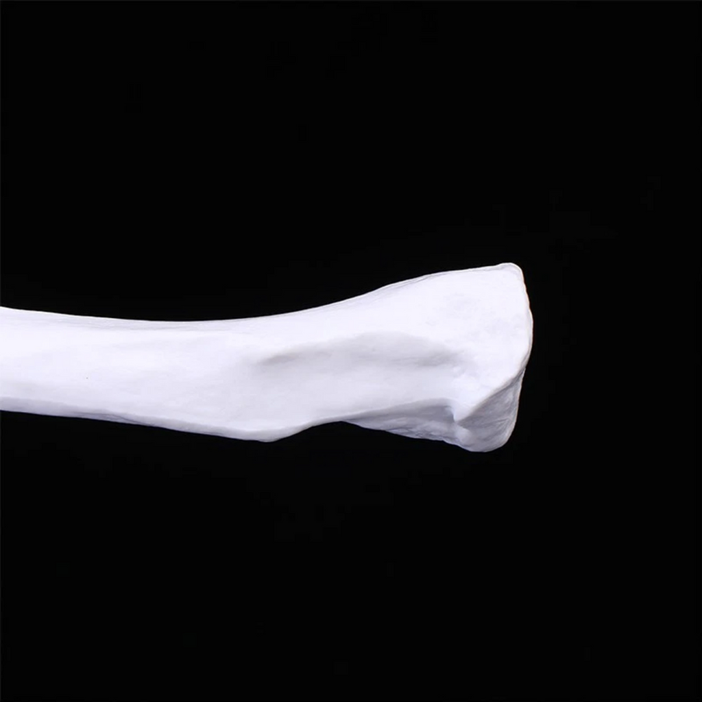 Vibeat Life-Size Human Shoulder Joint Anatomy Model with Flexible Ligaments, Anatomical Shoulder Skeleton Model with Display Base, PVC Medical Teaching Model for Anatomy Education