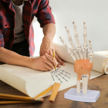 Load image into Gallery viewer, Vibeat Life-Size Human Hand Joint Model with Flexible Ligaments, Anatomical Hand Skeleton Model with Study Card &amp; Display Base, Medical Anatomy Teaching Model for Students, Classroom Education
