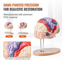 Laden Sie das Bild in den Galerie-Viewer, Vibeat Human Brain Anatomy Model, 2X Enlarged 4-Part Removable Brain Model with Labels &amp; Display Stand, Anatomical Teaching Model for Medical Training, Biology Classroom, Patient Education
