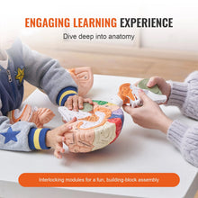 Laden Sie das Bild in den Galerie-Viewer, Vibeat Human Brain Anatomy Model, 2X Enlarged 4-Part Removable Brain Model with Labels &amp; Display Stand, Anatomical Teaching Model for Medical Training, Biology Classroom, Patient Education
