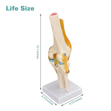 Load image into Gallery viewer, Vibeat Life-Size Human Knee Joint Anatomy Model with Flexible Ligaments, Anatomical Knee Skeleton Model with Study Card &amp; Display Base, PVC Medical Teaching Model for Anatomy Education
