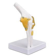 Load image into Gallery viewer, Vibeat Life-Size Human Elbow Joint Anatomy Model with Flexible Ligaments, Anatomical Elbow Skeleton Model with Study Card &amp; Display Base, PVC Medical Teaching Model for Anatomy Education
