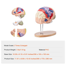 Laden Sie das Bild in den Galerie-Viewer, Vibeat Human Brain Anatomy Model, 2X Enlarged 4-Part Removable Brain Model with Labels &amp; Display Stand, Anatomical Teaching Model for Medical Training, Biology Classroom, Patient Education
